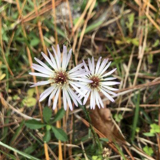 Symphyotrichum simmondsii other