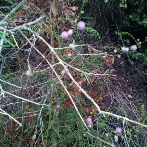 Albizia myriophylla — houseplant care guide