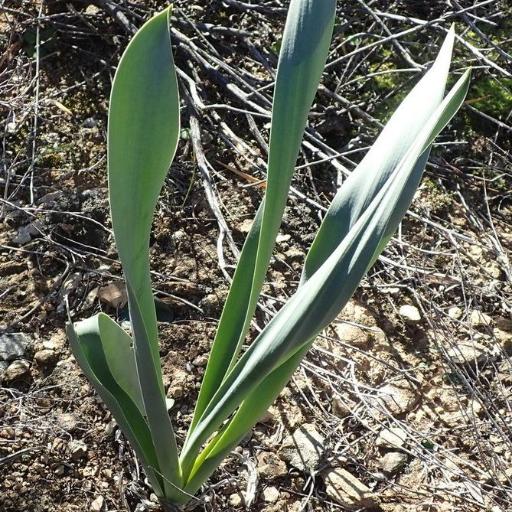 Drimia capensis other