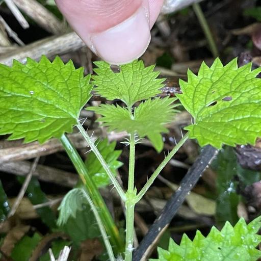 Urtica sykesii other