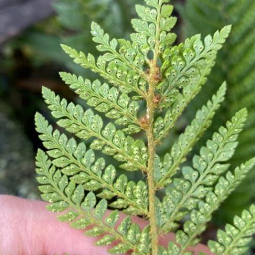 Polystichum proliferum — search result for 'Polystichum'
