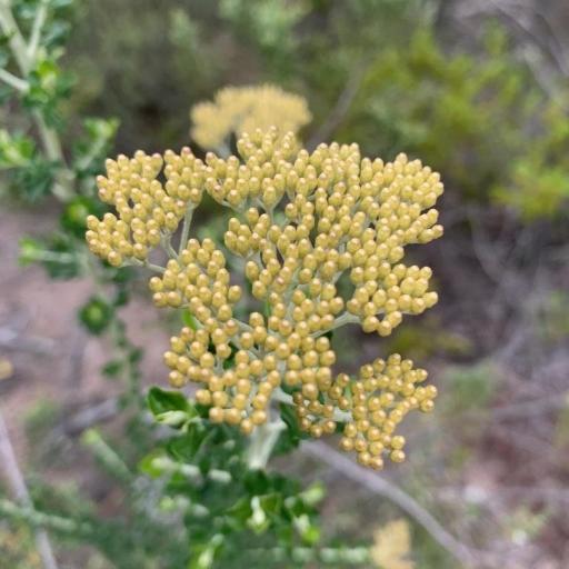 Ozothamnus obcordatus — houseplant care guide