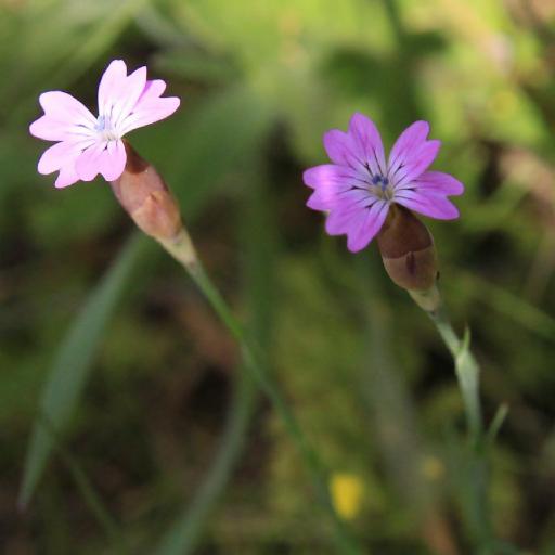 Petrorhagia dubia other