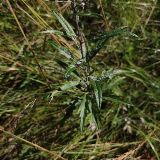 Artemisia integrifolia — search result for 'Artemisia'