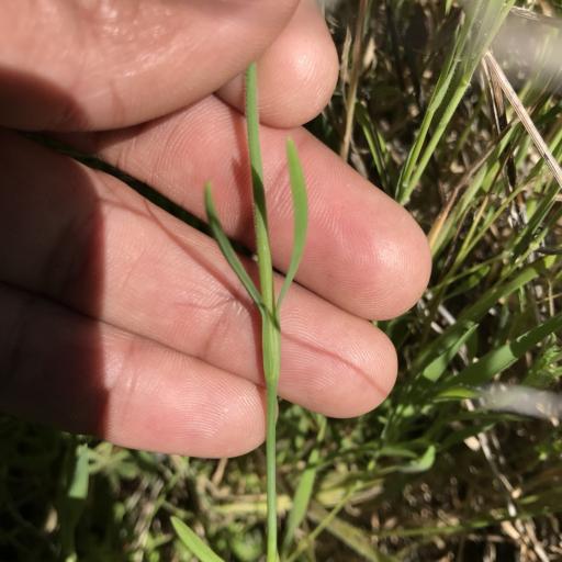 Petrorhagia dubia other