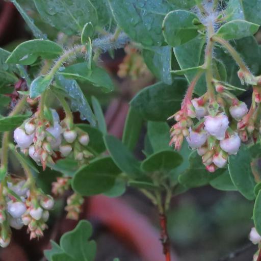 Arctostaphylos catalinae — search result for 'Arctostaphylos'