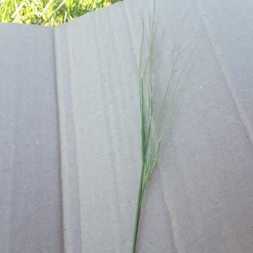 Nassella leucotricha other