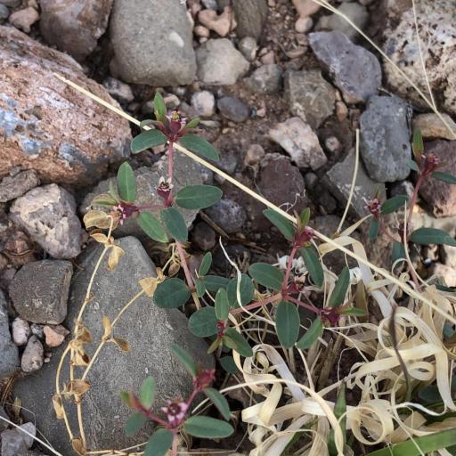 Euphorbia chaetocalyx other