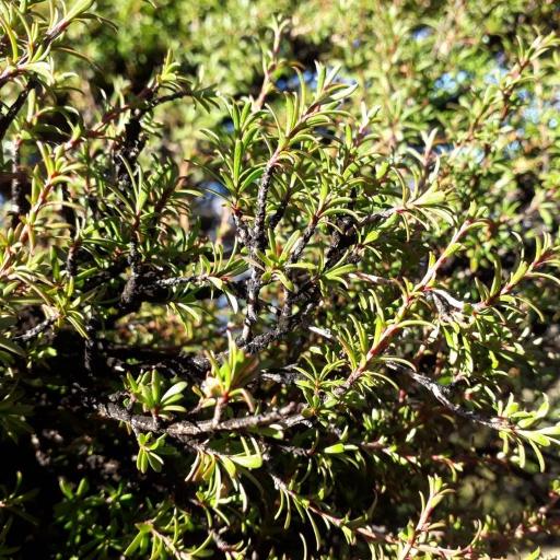 Kunzea serotina other