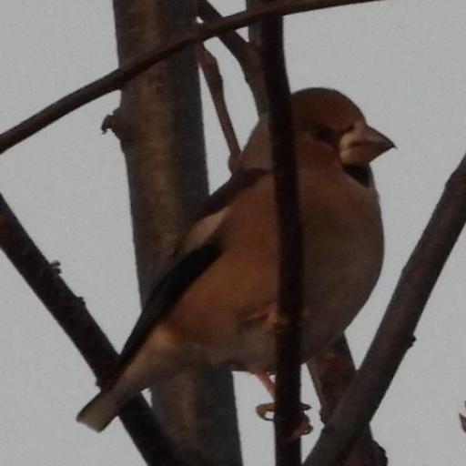 Astragalus gambelianus other