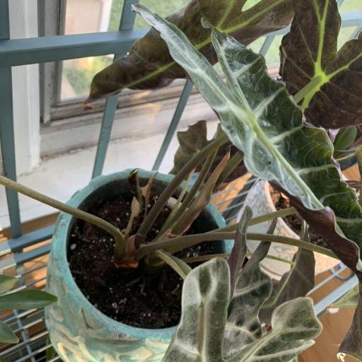 Alocasia × mortfontanensis other