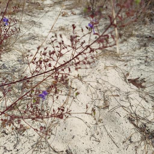 Trichostema suffrutescens other