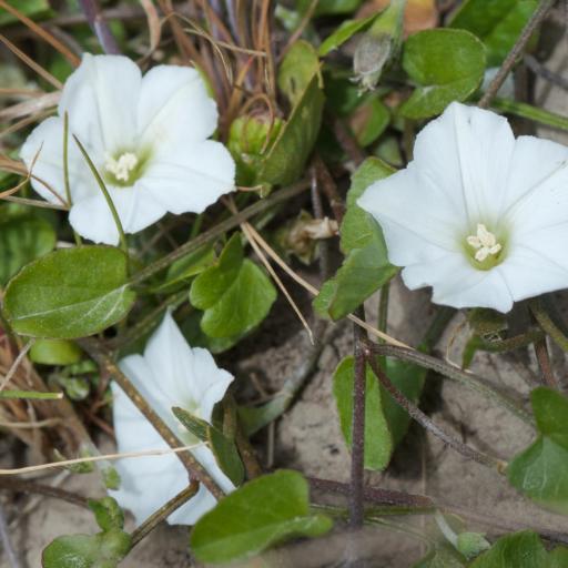 Convolvulus waitaha — search result for 'Convolvulus'