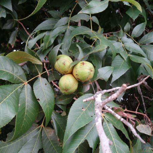 Carya texana other