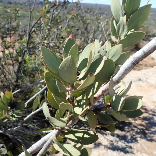 Protea glabra — search result for 'Protea'