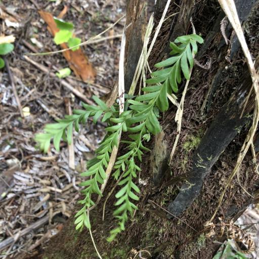 Tmesipteris elongata other
