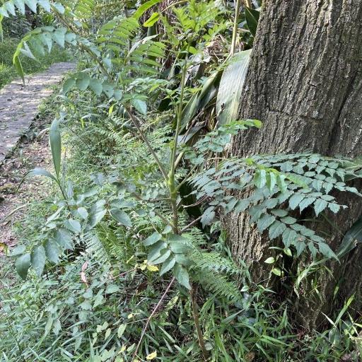 Aralia bipinnata — related species from the same genus
