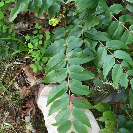 Berberis nervosa — search result for 'Mahonia'