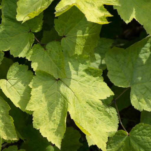 Actaea podocarpa — search result for 'Actaea'