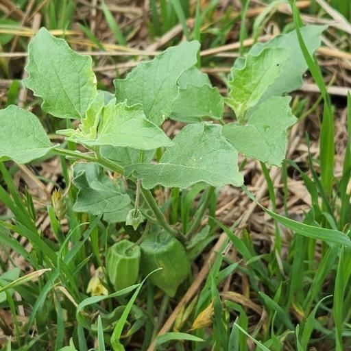 Physalis cinerascens other