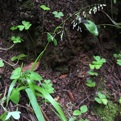 Anthoxanthum occidentale other