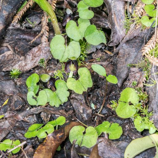 Corybas trilobus other