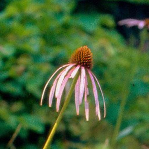 Echinacea laevigata