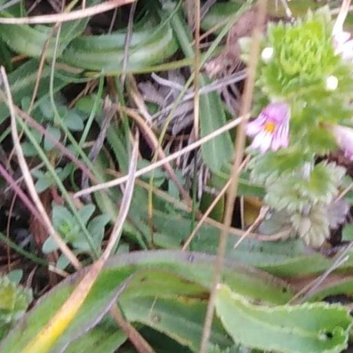 Euphrasia maximowiczii other