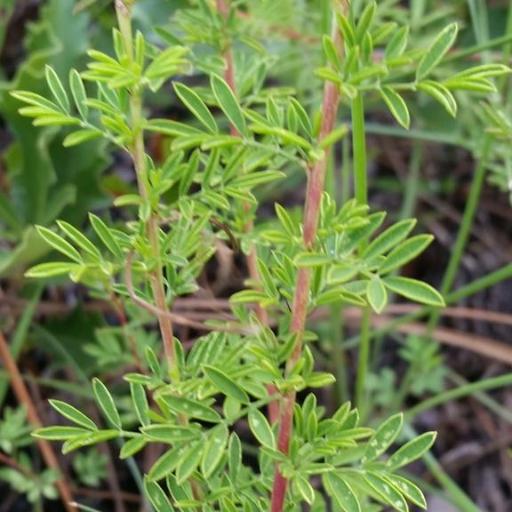 Dalea carnea — houseplant care guide