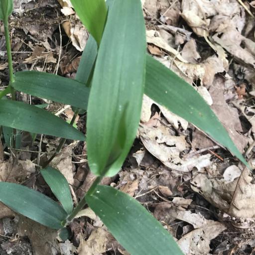 Dichanthelium boscii other