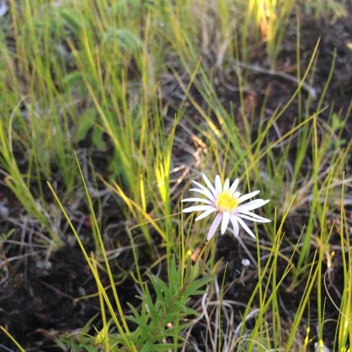 Oclemena nemoralis — search result for 'Southeastern Canada'