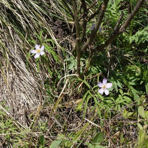 Anemonoides caerulea other