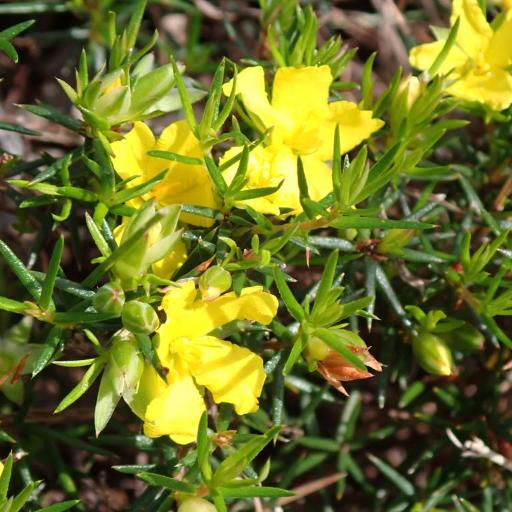 Hibbertia exutiacies — houseplant care guide