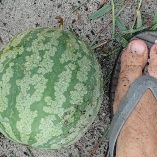 Citrullus amarus other