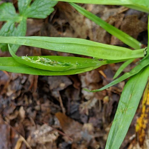 Carex albursina — houseplant care guide