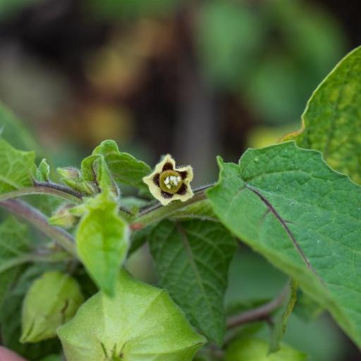 Physalis grisea other