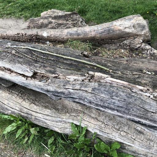 Syntrichia latifolia other