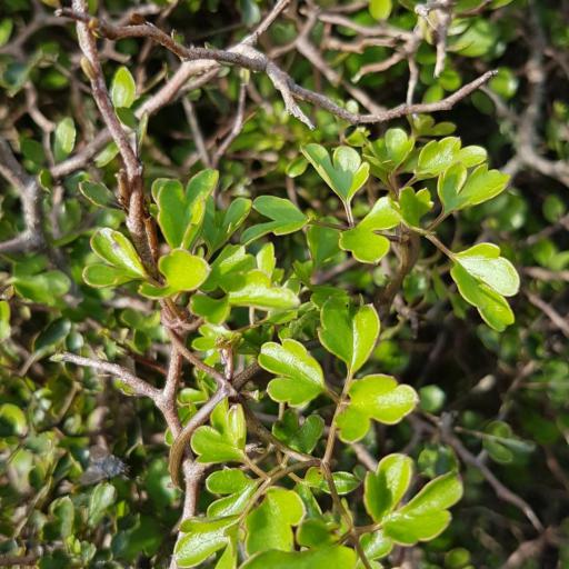 Clematis forsteri other