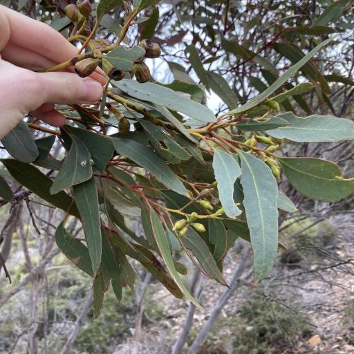Eucalyptus incrassata — houseplant care guide