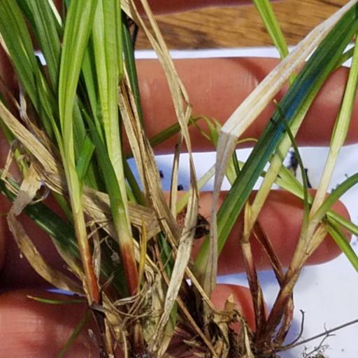 Carex communis — houseplant care guide