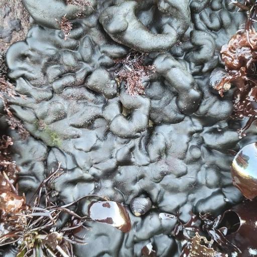 Codium setchellii other