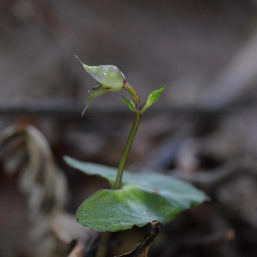 Acianthus sinclairii — houseplant care guide