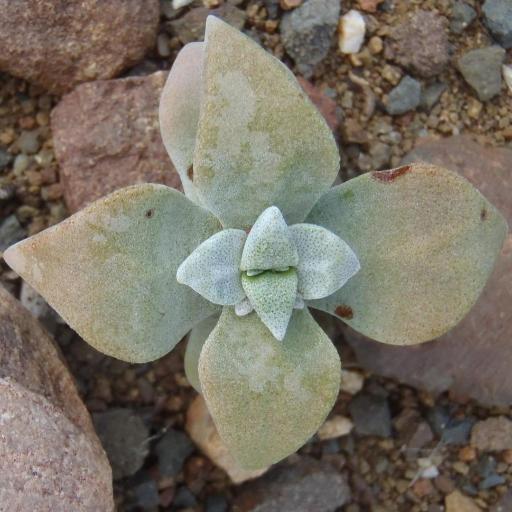 Crassula deltoidea other