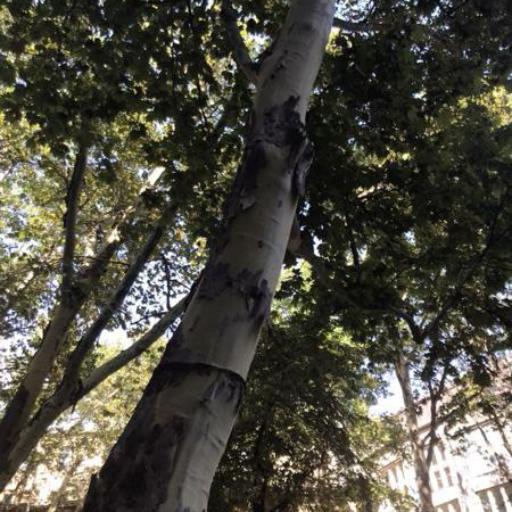 Platanus × hispanica — houseplant care guide