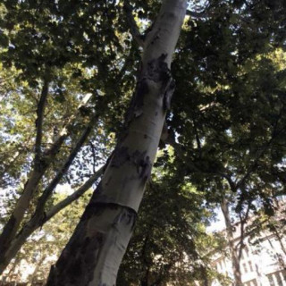 Platanus × hispanica