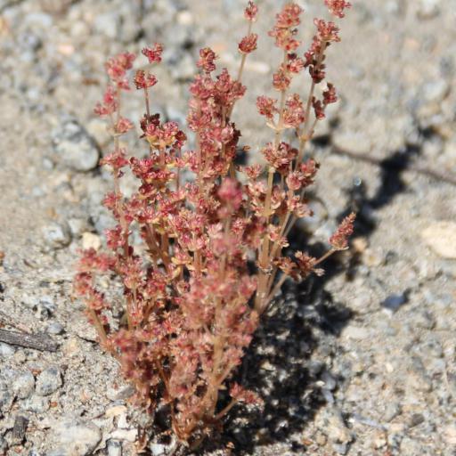 Crassula connata other