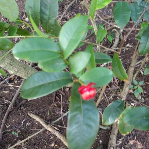 Ochna thomasiana other