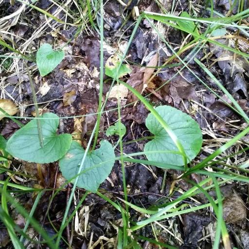 Viola uliginosa other