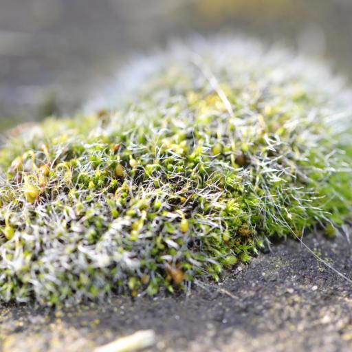 Grimmia pulvinata other