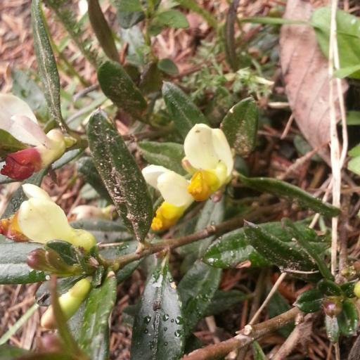 Polygaloides chamaebuxus other
